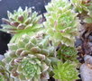 vignette Sempervivum aracnodum Clarchen 3 3 11 Nelde