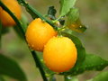 vignette Kumquat marumi (Fortunella japonica)