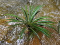 vignette Blechnum obtusatum