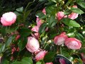 vignette Camellia japonica Desire au 20 03 11