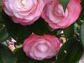 vignette Camellia japonica Desire gros plan au 20 03 11