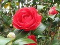 vignette Camellia japonica Coquettii au 20 03 11