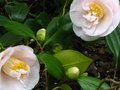 vignette Camellia japonica Mrs D.W.Davies au 20 03 11