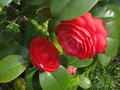 vignette Camellia japonica Margherita Coleoni au 20 03 11