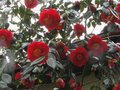 vignette Camellia japonica Grand Prix au 20 03 11