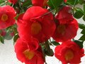 vignette Camellia japonica Grand Prix gros plan des énormes fleurs au 20 03 11