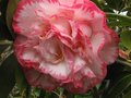 vignette Camellia japonica Margareth Davies Picottee gros plan au 20 03 11