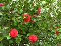 vignette Camellia japonica Kramers suprme au 20 03 11