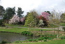 vignette Magnolia,Nantes, Parc Floral de La Beaujoire