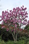 vignette Magnolia 'Apollo'   (M. campbellii X M. liliiflora)