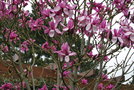 vignette Magnolia 'Apollo'   (M. campbellii X M. liliiflora)