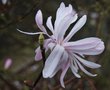 vignette Magnolia kobus var. stellata 'Keiskei Plena'