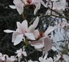 vignette Magnolia sprengeri 'Thomas Messel'