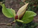 vignette Magnolia x brooklynensis 'Titan'