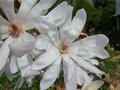 vignette Magnolia stellata