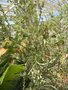 vignette Banksia ornata