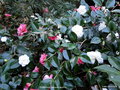 vignette Camlia ' SABINIANA ' camellia japonica