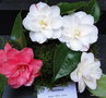 vignette Camlia ' SABINIANA ' camellia japonica