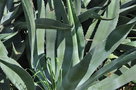 vignette Agave mapisaga