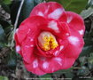 vignette Camlia ' ADOLPHE AUDUSSON VARIEGATED 'camellia japonica