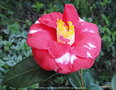 vignette Camlia ' ADOLPHE AUDUSSON VARIEGATED 'camellia japonica