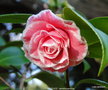 vignette Camlia ' TOM POUCE ' camellia japonica
