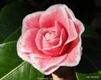 vignette Camlia ' TOM POUCE ' camellia japonica