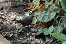 vignette Bgonia erythrophylla et l'oiseau