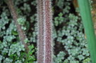 vignette Philodendron verrucosum (ptioles trs velus)