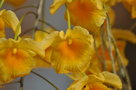 vignette Dendrobium lindleyi