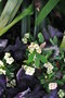 vignette Euphorbia millii