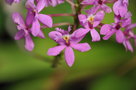 vignette Epidendrum ibaguense
