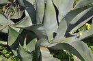 vignette Agave salmaniana