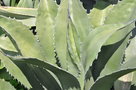 vignette Agave salmaniana  Var Ferox