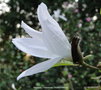 vignette Magnolia  x Kewensis ' Wada's memory '