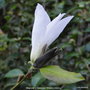 vignette Magnolia  x Kewensis ' Wada's memory '
