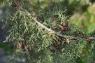 vignette Juniperus phoenicia L.