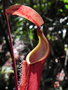 vignette Nepenthes vieillardii