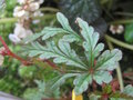 vignette Begonia incisa