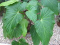 vignette Begonia roxburghii