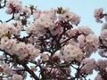 vignette Prunus - Cerisier