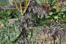 vignette Kalanchoe daigremontiana (fleurs)