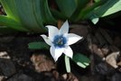 vignette Tulipa humilis Alba coerulea Oculata