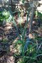 vignette Allium ampeloprasum