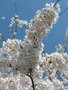 vignette Prunus x yedoensis