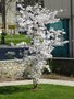 vignette Prunus x yedoensis - Cerisier