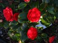 vignette Camellia japonica Coquettii au 22 03 11