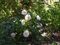 vignette Camellia japonica Mrs D.W.Davies au 22 03 11