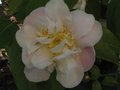 vignette Camellia scentuous trs parfum au 22 03 11