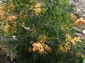 vignette Grevillea semperflorens desert flame au 22 03 11